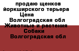 продаю щенков йоркширского терьера › Цена ­ 11 000 - Волгоградская обл. Животные и растения » Собаки   . Волгоградская обл.